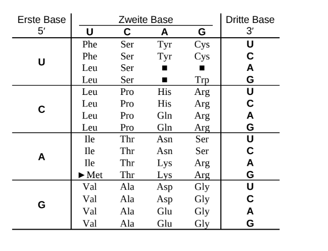 Codon-Tabelle des genetischen Codes mit Basen U, C, A und G.